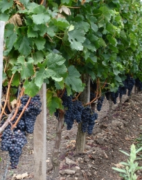 Grappes de raisin de la vigne du chateau Conddat