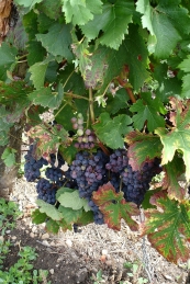 Grappes de raisin de la vigne du chateau Conddat