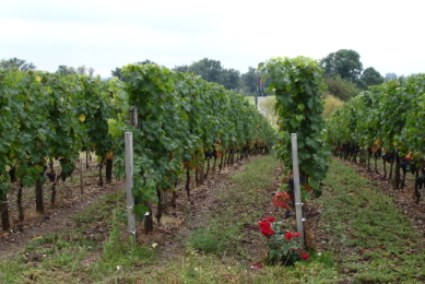 Vignes